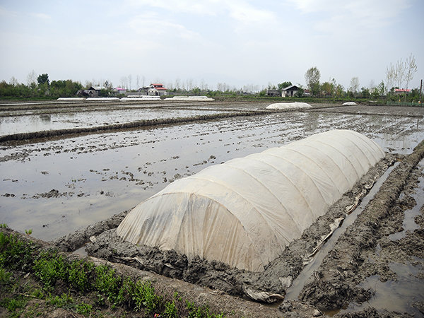 استفاده از آب باران برای خزانه گیری برنج در گیلان