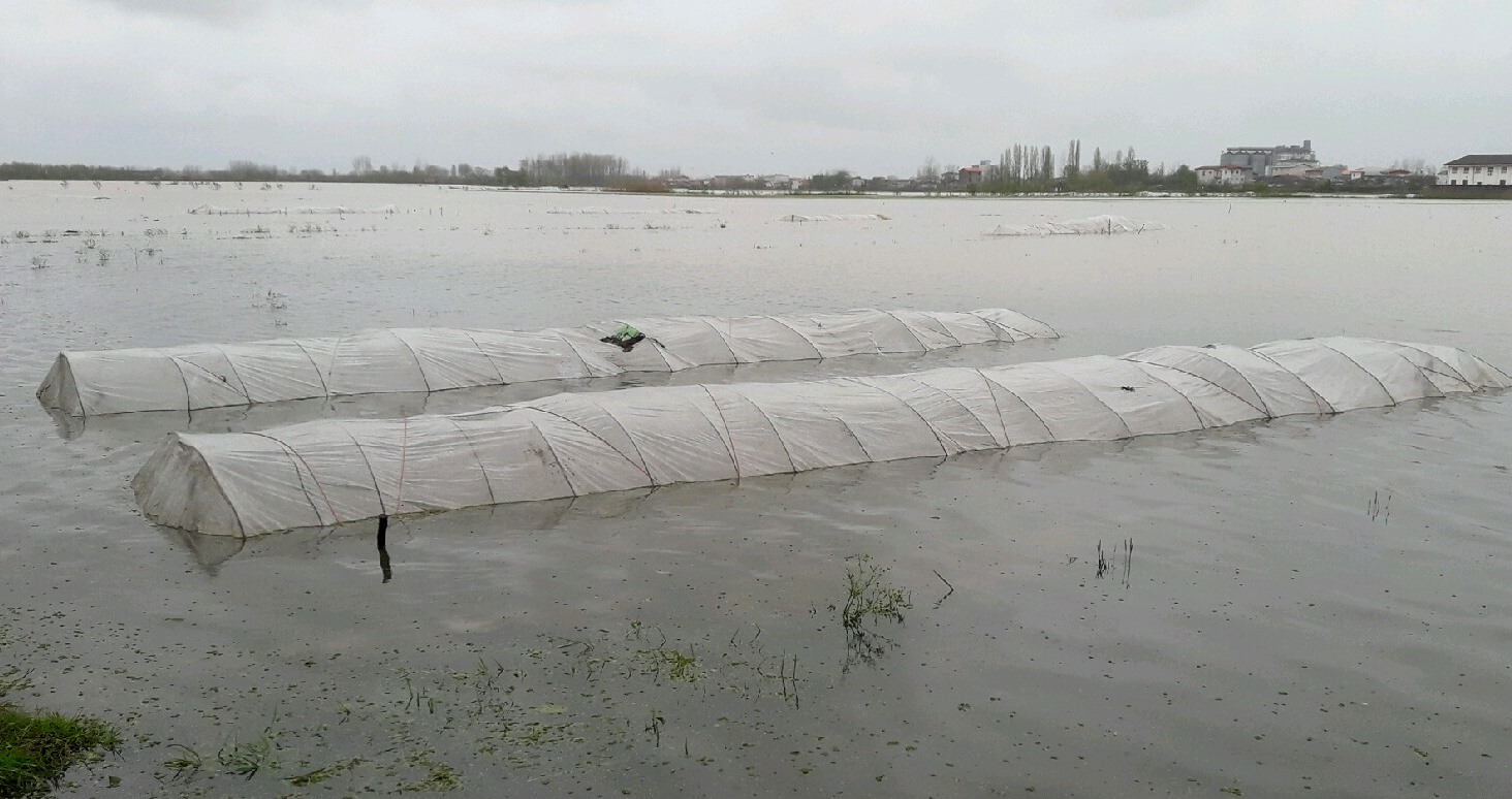 خسارت باران شدید به خزانه های برنج در رودسر