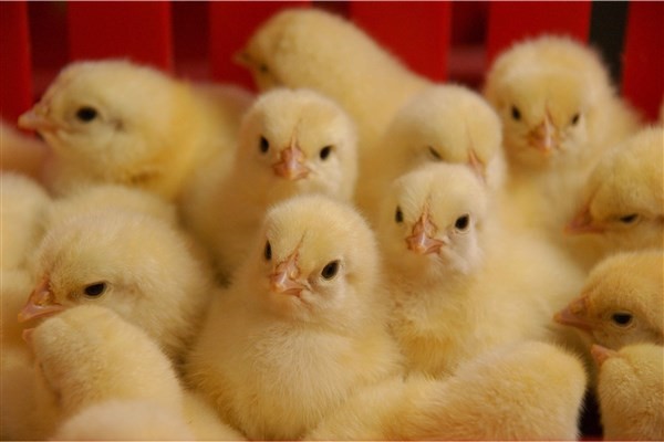 افزایش ۱۲ درصدی جوجه ریزی در مرغداری‌های گیلان