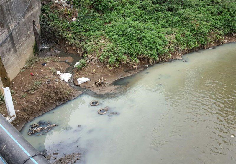 آلودگی شدید رودخانه‌های گیلان؛ محل زادآوری ماهیان استخوانی تخریب شده است