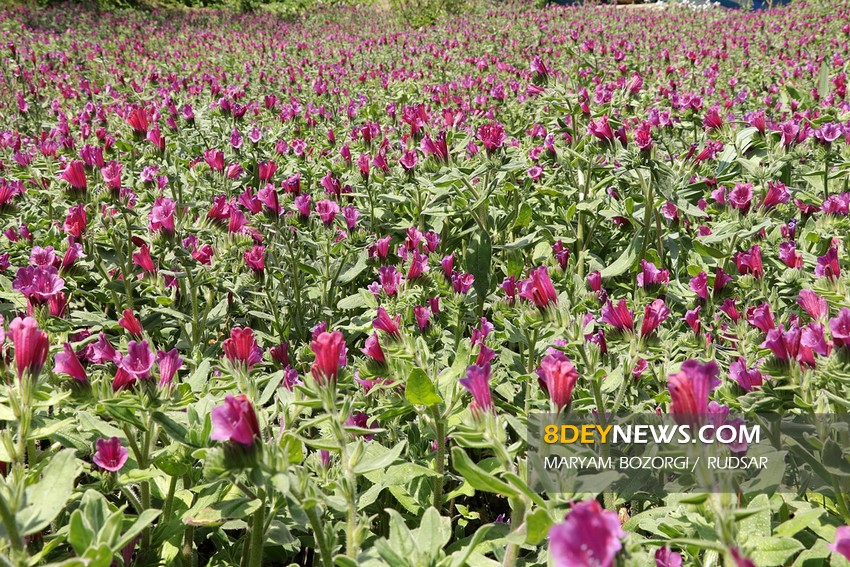 پیش‌بینی تولید ۵۳۰۰  تن گل گاوزبان در گیلان