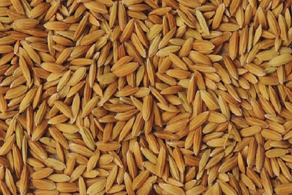 توزیع بذر گواهی شده برنج بین شالیکاران گیلانی!