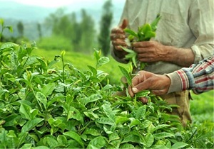نخستین چین برگ سبز چای در سال ۹۹