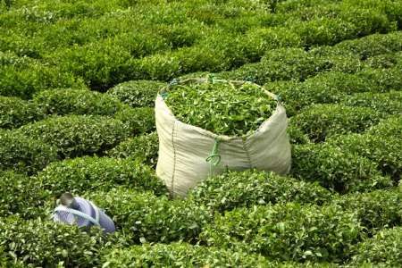 رشد ۱۰ درصدی تولید برگ سبز چای