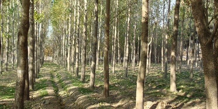 گیلان سومین استان کشور در حوزه زراعت چوب