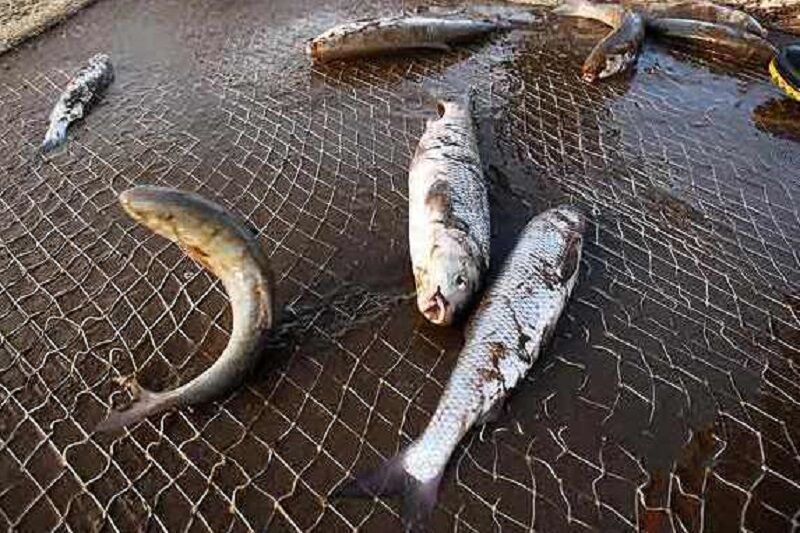 جمع آوری ادوات مخصوص صید ماهیان خاویاری در سفید رود