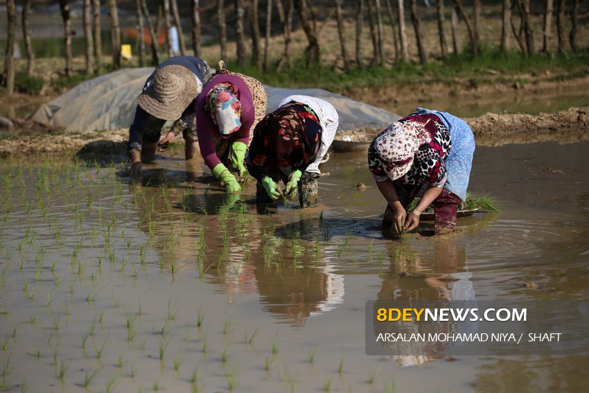 بهار؛ فصل کار و تلاش کشاورزان گیلانی/ نشاء برنج در ۲۰ هزار هکتار از اراضی کشاورزی استان + تصاویر