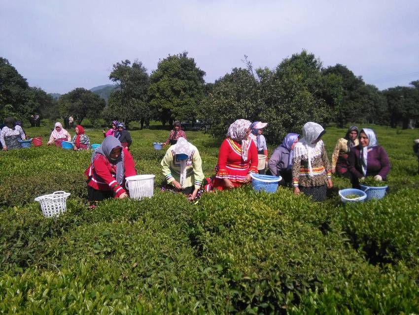 رشد ۱۰ درصدی تولید چای کشور در سال ۹۹