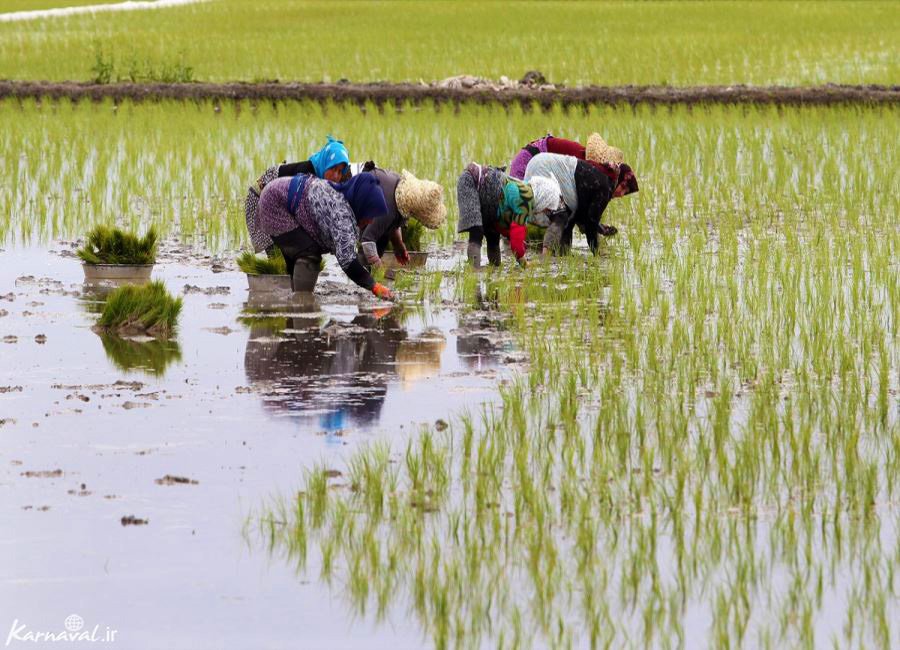 پایان نشاء برنج در اراضی شالیزاری گیلان