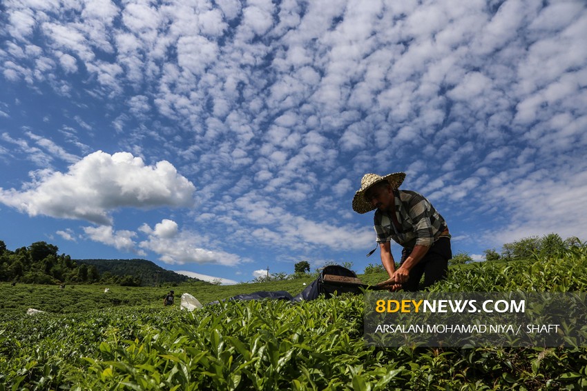 تولید بیش از ۸۰ میلیارد تومان برگ سبز چای در املش