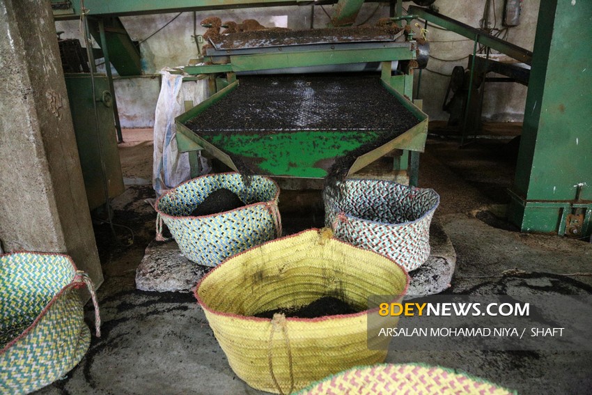 خرید۱۲۳ هزار تن برگ سبز چای در کشور/ ۸۵ درصد مطالبات چایکاران پرداخت شد