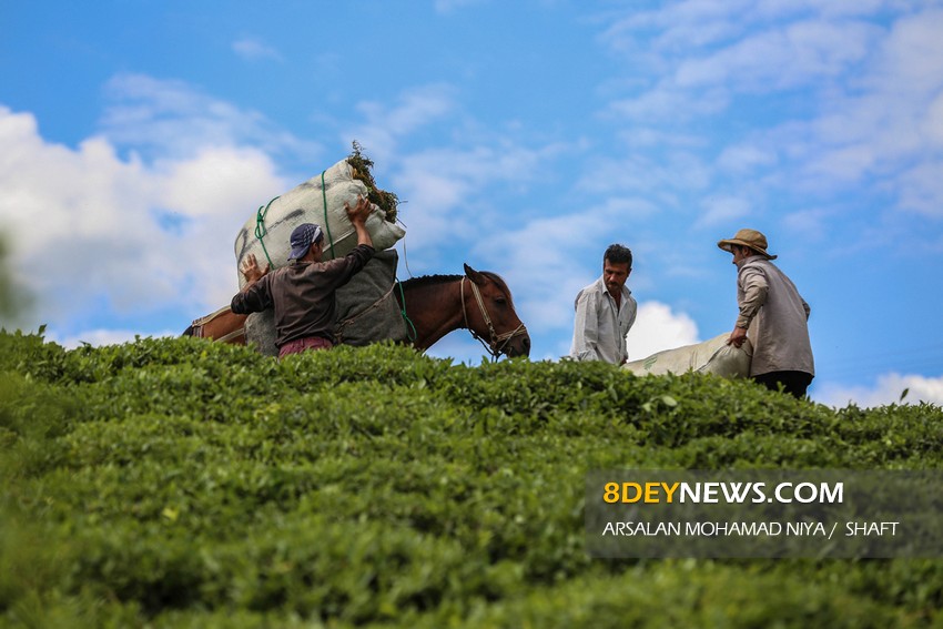 انتقال برگ سبز چای از باغ به کارخانه در ارتفاعات شفت گیلان
