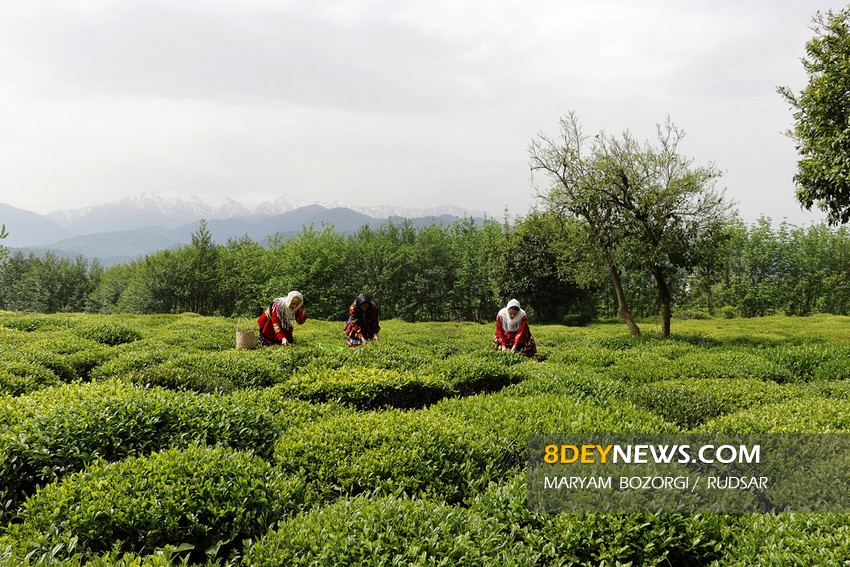 ۱۰۳ هزار تن برگ سبز چای از باغات گیلان و مازندران برداشت شد