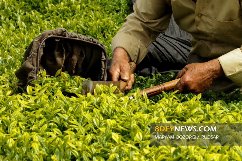استانداردسازی صنعت چای در گیلان