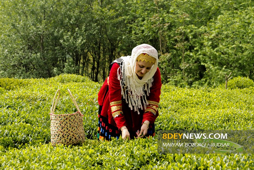 روز جهانی چای| آشنایی با تاریخچه این نوشیدنی پرطرفدار در ایران