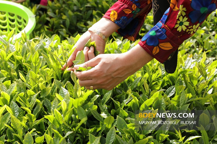آغاز چین دوم برگ سبز چای از باغ‌های شمال کشور