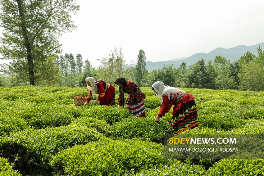 برداشت برگ سبز چای بهاره در سال جهش تولید + تصاویر