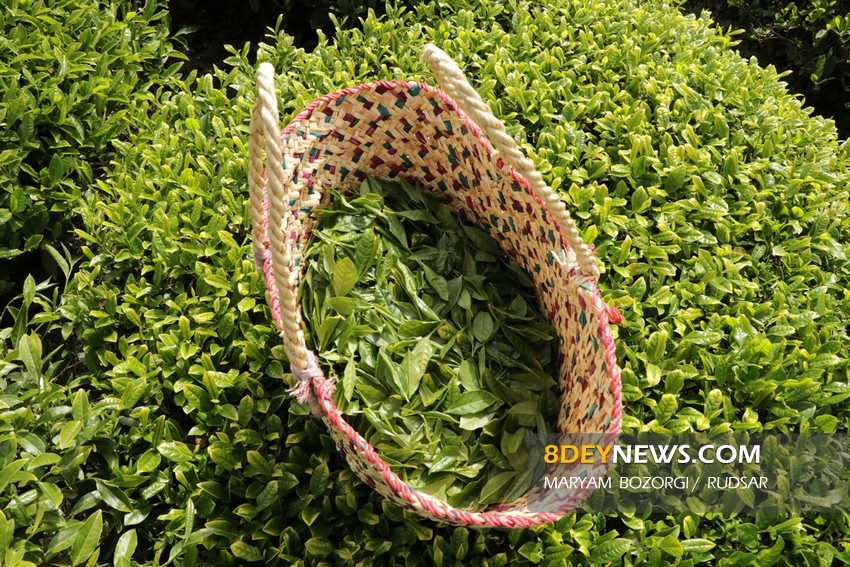رشد ۹ درصدی برداشت چای در شمال/ حدود ۵۴ هزار تن برگ سبز از چای‌کاران خریداری شد
