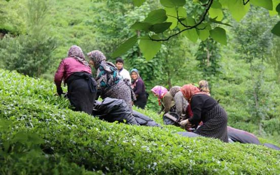 پیش‌بینی خرید ۱۳۵ هزار تن برگ سبز چای از چای‌کاران شمال