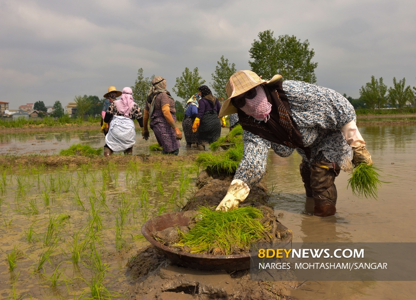 گزارش تصویری/ نشاء برنج در شالیزارهای سنگر
