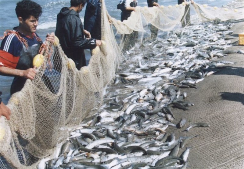 اجرای پروژه تکثیر طبیعی ماهیان استخوانی در رودخانه‌های گیلان/صید ماهی کیلکا آغاز شد