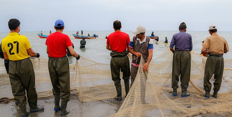 صید ۱۲۰ تن ماهی کلیکا توسط ۲۴۰ صیاد در گیلان