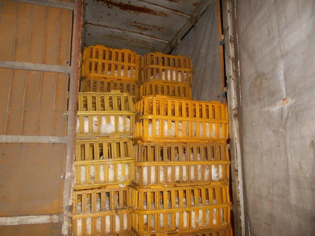 جلوگیری از خروج غیرقانونی ۱۳ تن مرغ زنده از گیلان