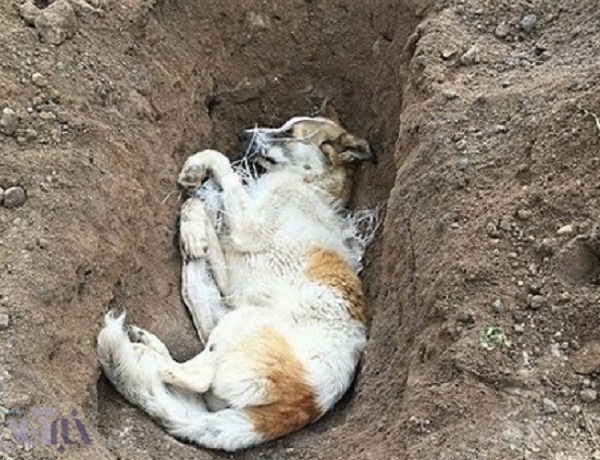 پخش تصاویر سگ کشی در فضای مجازی و واکنش ۲ مسئول صومعه سرا