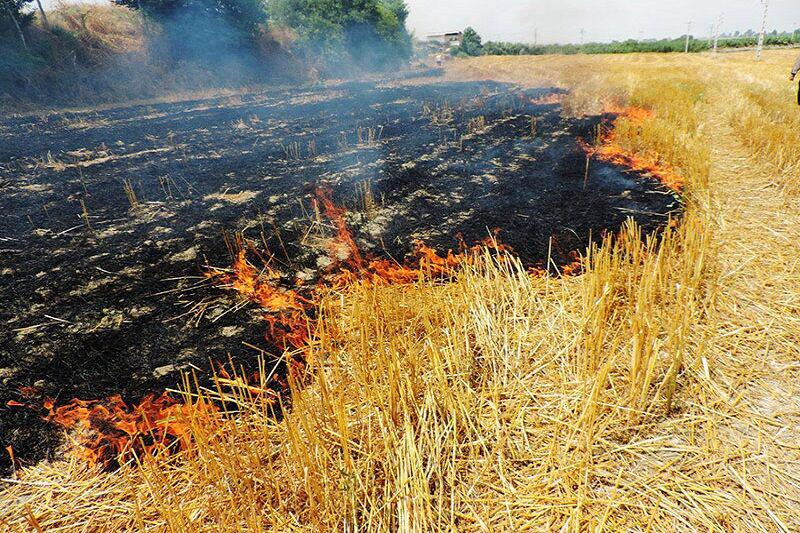 جریمه نقدی برای سوزاندن بقایای کشاورزی در گیلان