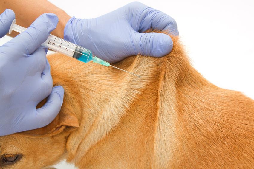 اجرای طرح رایگان واکسیناسیون حیوانات خانگی در راستای کنترل بیماری‌ها در انزلی