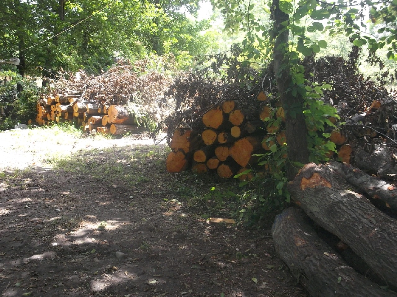 کشف ۴۰ تن چوب قاچاق در رودسر