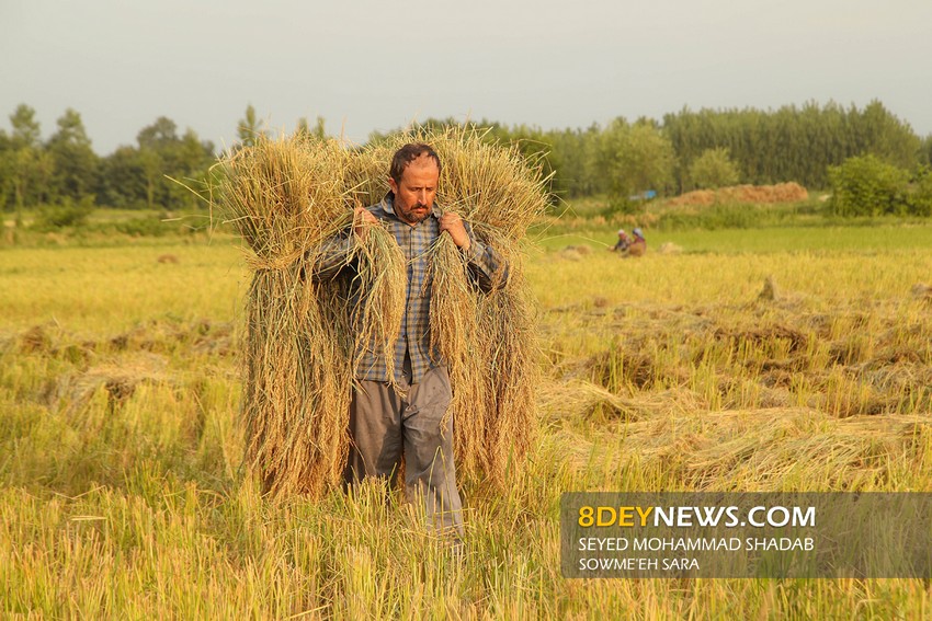 ادامه گرمای هوا در گیلان و شرایط مساعد برای برداشت برنج