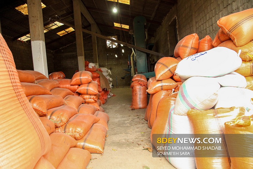 روند نزولی قیمت برنج بومی در گیلان