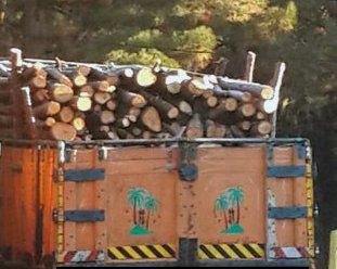 ۹ تن چوب قاچاق در آستانه‌اشرفیه کشف شد