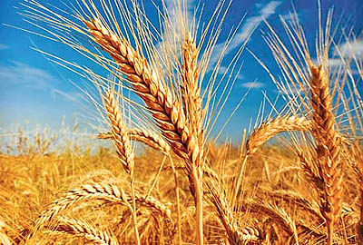 خرید ۶۷۰ تن گندم مازاد بر نیاز کشاورزان گیلان