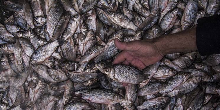 پیش‌بینی تولید ۳۰۰ تن ماهی گرم آبی در آستانه‌اشرفیه