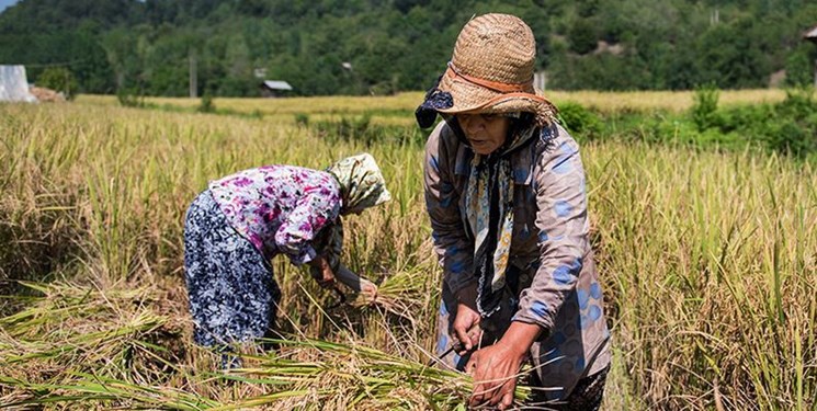 پیش‌بینی تولید ۵۰ هزار تن برنج سفید در آستانه‌اشرفیه