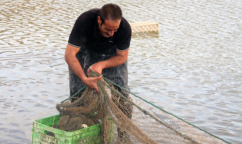 اجرای طرح پرورش ماهیان گرم آبی در ۱۰۵ هکتار از آب بندان های آستانه