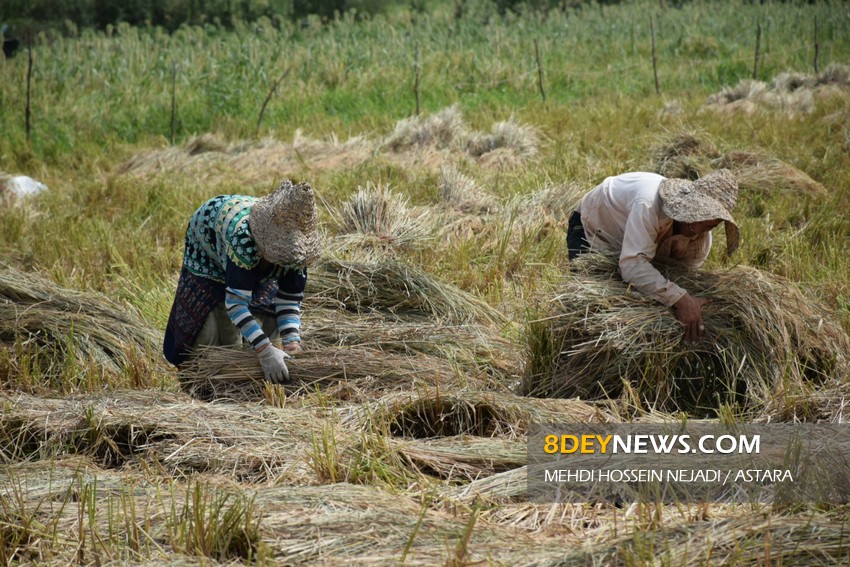 برداشت برنج از مزارع شهرستان مرزی آستارا + تصاویر