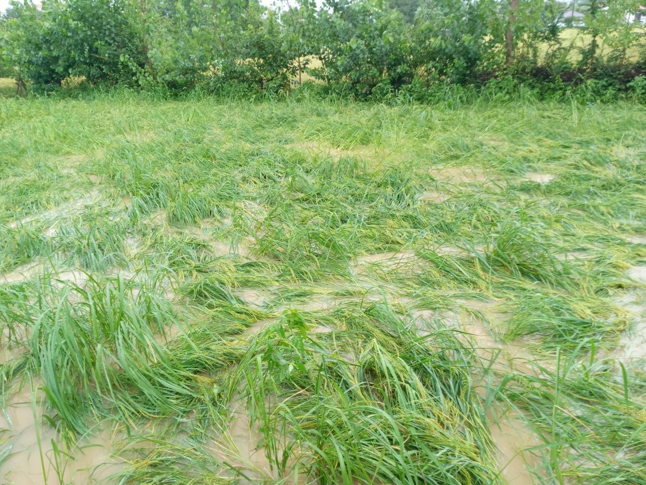 مزارع برنج گیلان زیر آب رفتند + فیلم