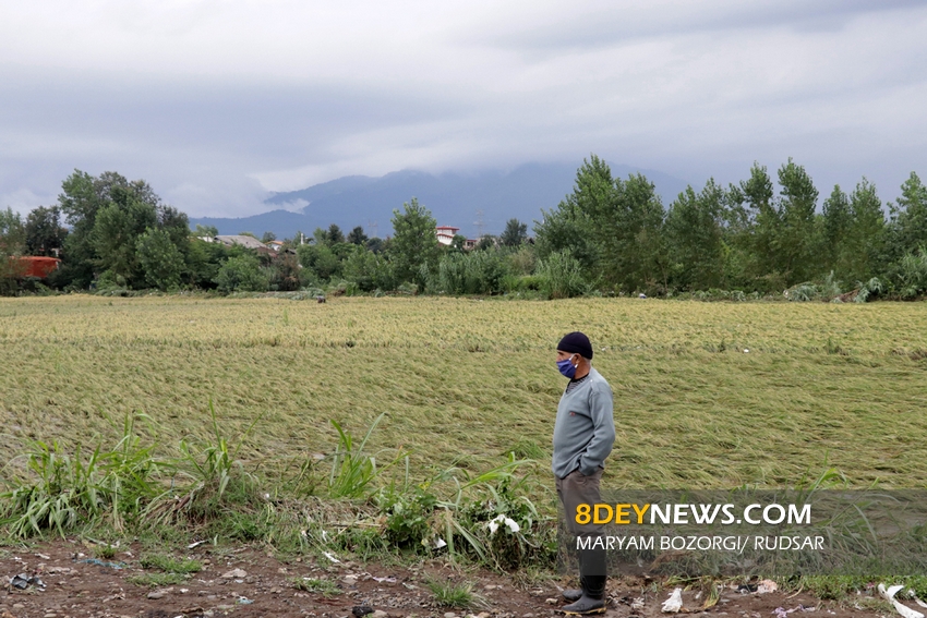 هجوم غیربومی ها معضلی که بافت فرهنگی ـ اجتماعی استان را دستخوش تغییرات می کند/ حفظ کشاورزی گیلان مستلزم حمایت از کشاورزان