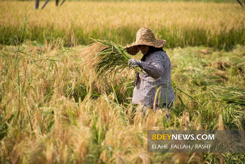 پیش‌بینی برداشت ۷۲۰ هزار تن برنج سفید از شالیزارهای گیلان