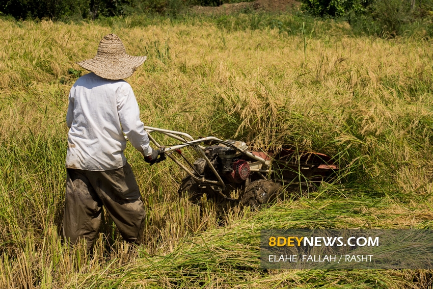 پیش‌بینی کاهش هزینه تولید برنج در لنگرود