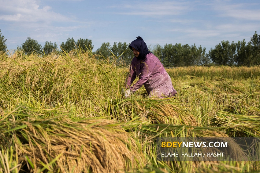 تضرر کشاورزان در بزرگترین شهرستان برنج خیز کشور