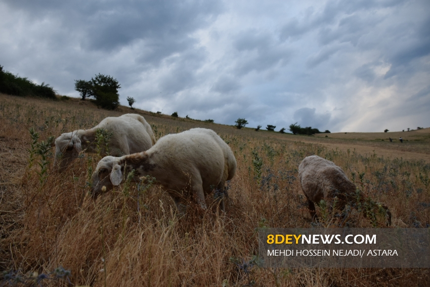 گزارش تصویری/ چرای گوسفندان در ییلاقات زیبای آستارا 