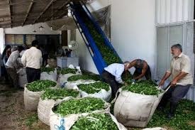 خرید تضمینی بیش از ۱۱۰ هزار تن برگ سبز چای