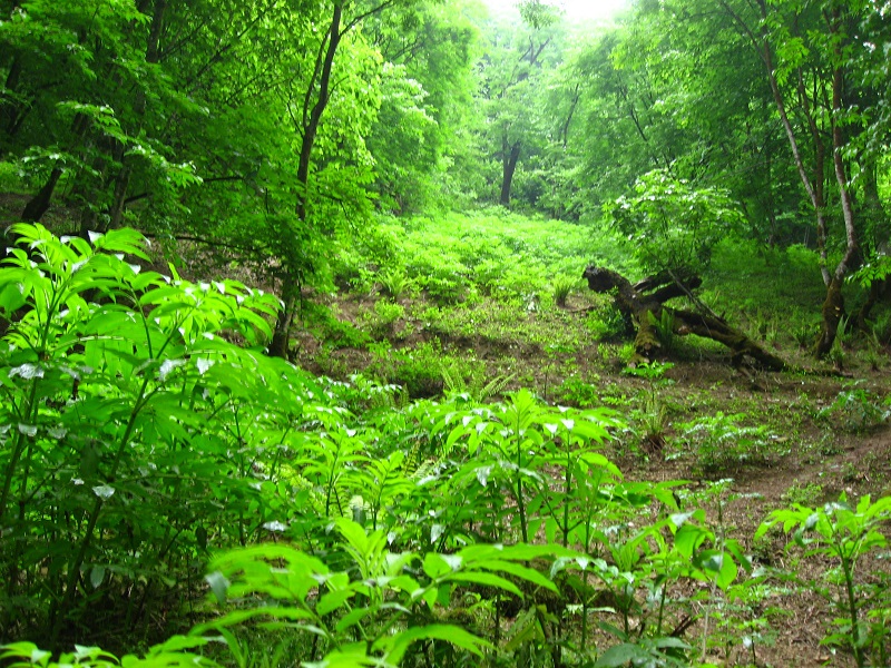 جنگل فتاتوی خمام به عنوان اثر ملی طبیعی ثبت شد