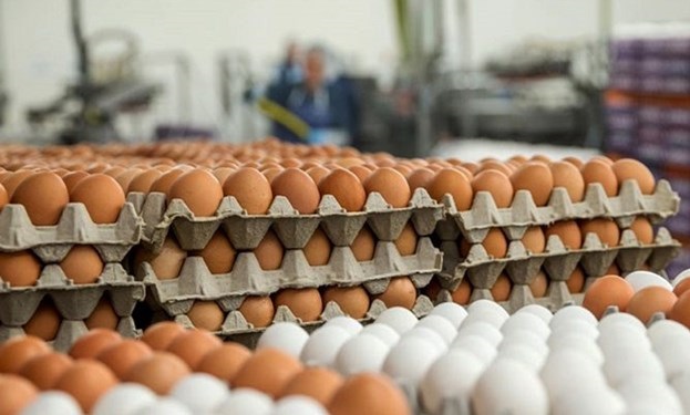 افزایش ناگهانی تخم مرغ با گران شدن قیمت دان/ نقش مغفول مانده دولت در قیمت گذاری بر کالاهای اساسی