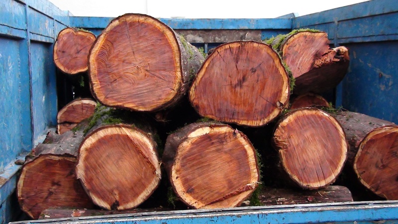 کشف ۶  تن چوب قاچاق درآستانه اشرفیه