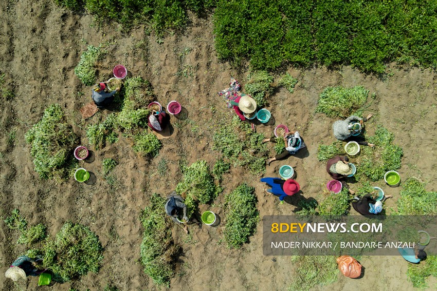 کشت بادام زمینی در مزارع انزلی+ تصاویر